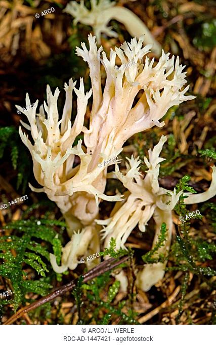 white coral fungus, Clavulina coralloides