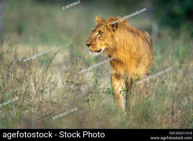 Male lion stands turning head in undergrowth
