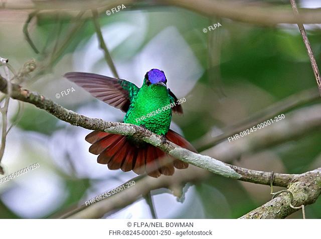 Violet-capped Hummingbird (Goldmania violiceps) adult male, with tail fanned and wings raised, perched on twig, Cerro Azul, Panama, November