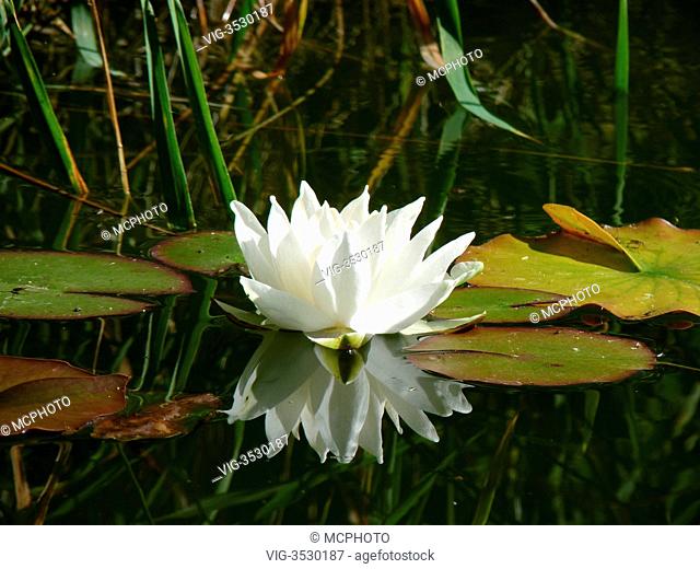 white water lily in a pond - 01/07/2010