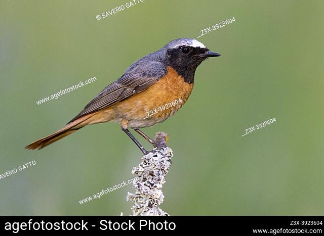 Common Redstart (Phoenicurus phoenicurus), side view of an adult male perched on a branch, Campania, Italy