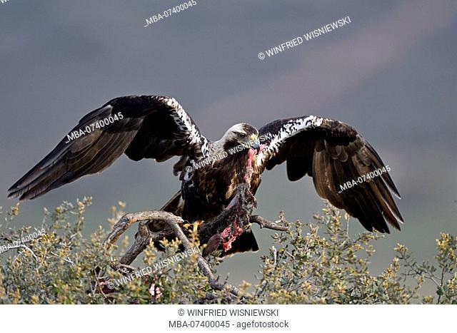 Spanish imperial eagle, Aquila adalberti, with prey remains on a holm oak, Quercus ilex, Extremadura, Spain