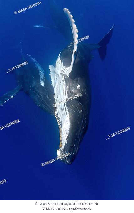 humpback whales, Megaptera novaeangliae, displaying courtship behavior - one female being aggressively pursued by two competing males as one blowing bubbles...