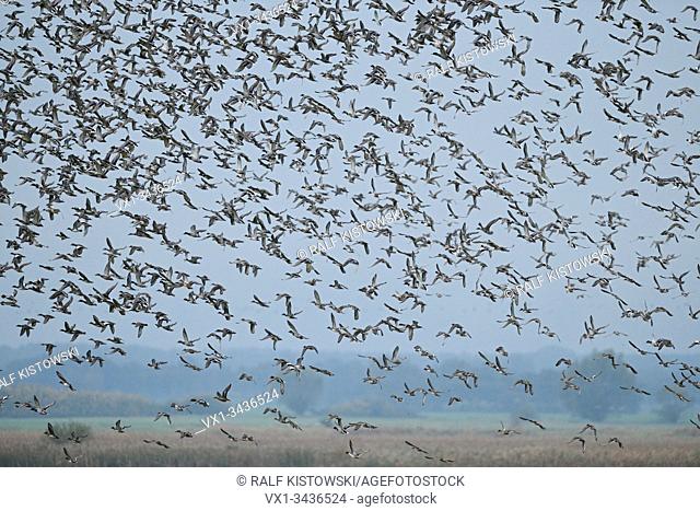 Dense flock of wild ducks, huge flock taking off, lifting off, starting, flying away from marshland, dynamic action shot, wildlife, Europe. (