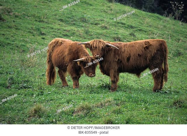 Scottish beef cattle (Bos primigenius)