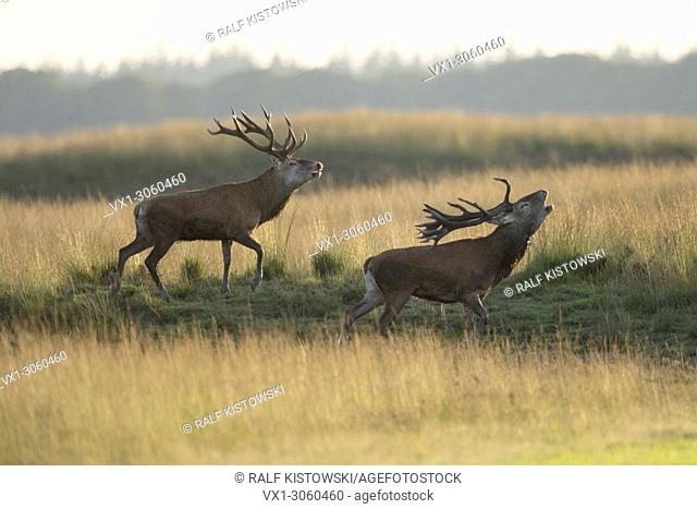 Rival Stags / Red Deer ( Cervus elaphus ) challenge opponents by belling and walking in parallel, Europe