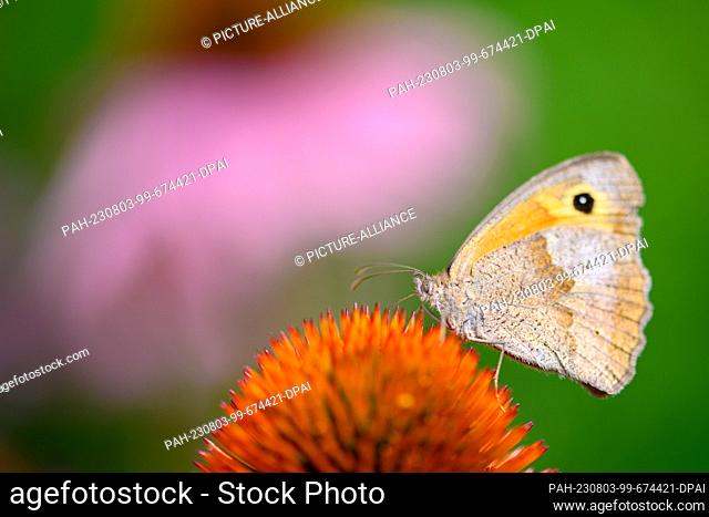 PRODUCTION - 02 August 2023, Berlin: A butterfly sits on a purple coneflower. The German Nature and Biodiversity Conservation Union (NABU) is calling for the...