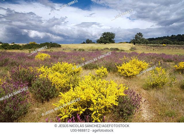 Spring landscape in the Arribes del Duero Natural Park  Cerezal de Peñahorcada  Salamanca  Castilla y León  Spain