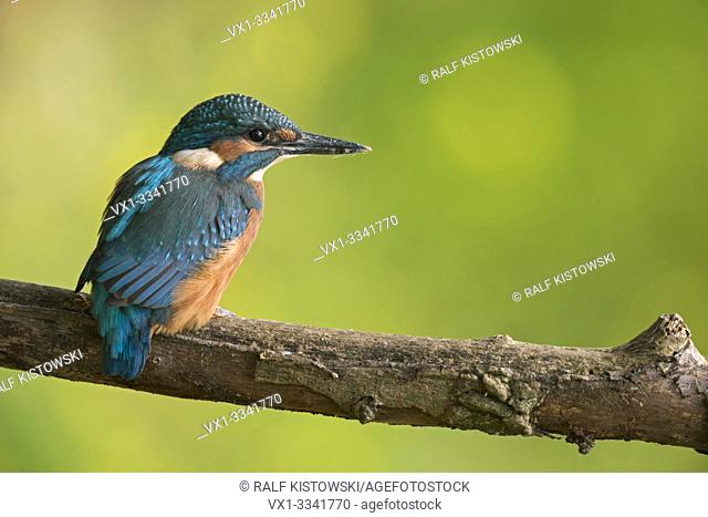 Young Common Kingfisher / Eisvogel (Alcedo atthis) on his first day of life sits on a branch in front of a nice colorful background