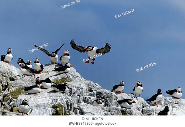 Atlantic puffin, Common puffin (Fratercula arctica), landing in a colony on a cliff, United Kingdom, England, Northumberland, Farne Islands
