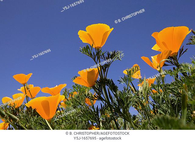 Close up of California Poppies
