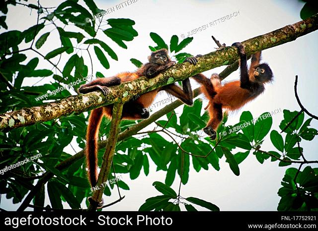 Geoffroy's spider monkey (Ateles geoffroyi), Corcovado National Park, Osa Peninsula, Costa Rica, Central America |Geoffroy's spider monkey (Ateles geoffroyi) or...