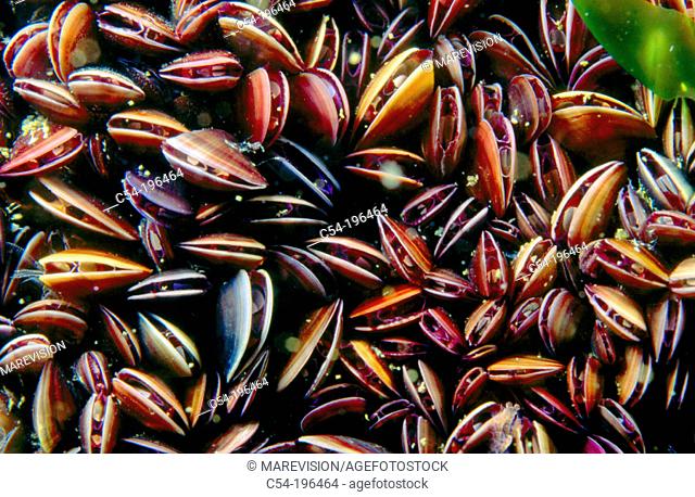 Mussels (Mytilus galloprovincialis). Galicia. Spain