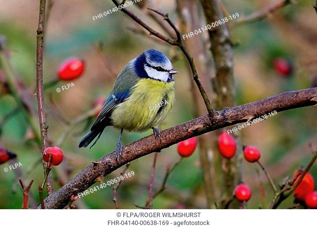Blue Tit (Cyanistes caeruleus) adult, perched in rose bush with rosehips, Washington, West Sussex, England