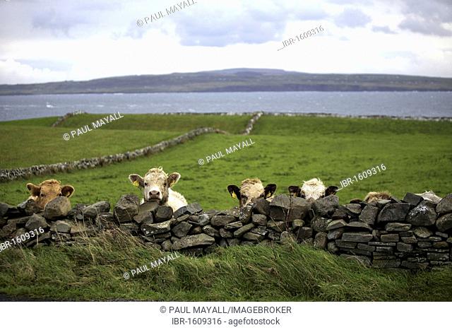 Cows and coastal landscape, The Burren, County Clare, Republic of Ireland, Europe
