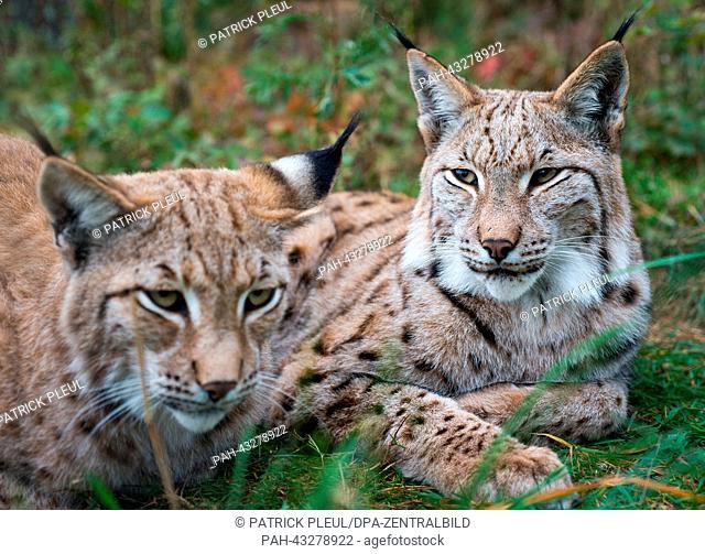 Two lynxes in their autumnly compound in the deer park Schorfheide in Gross Schoenebeck, Germany, 08 October 2013. Photo: Patrick Pleul | usage worldwide