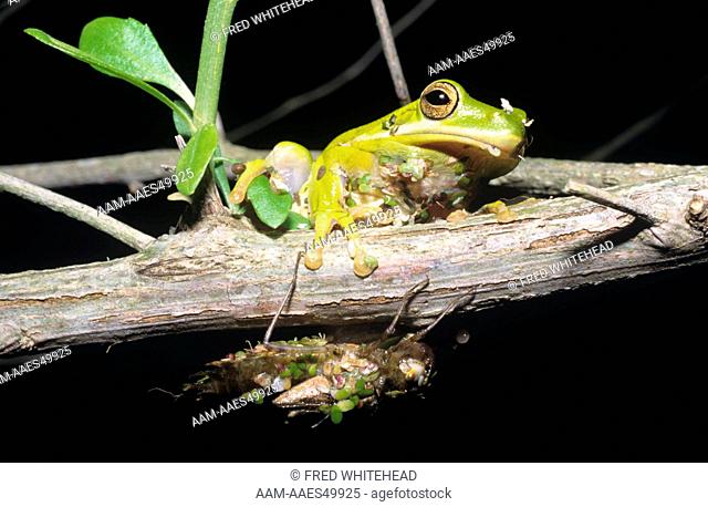 Green Treefrog (Hyla cinerea) and Dragonfly Naiad (order: Odonata) GA Georgia