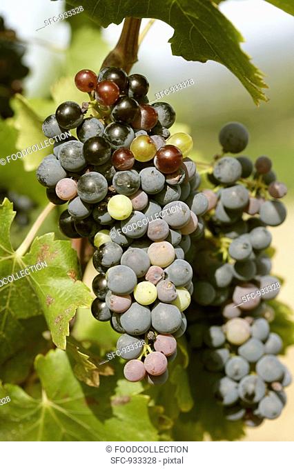 Veraison ripening process, grapes changing colour