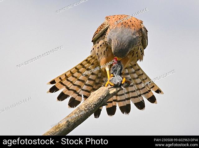 07 May 2023, Brandenburg, Sieversdorf: A kestrel (Falco tinnunculus) with a mouse. Photo: Patrick Pleul/dpa. - Sieversdorf/Brandenburg/Germany