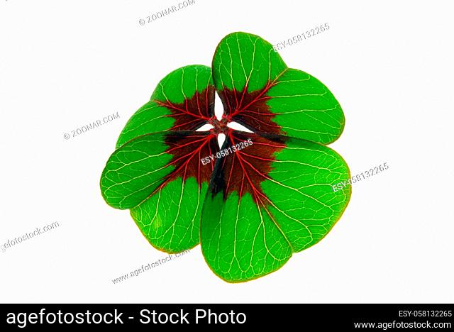Glücksklee - four leafed clover 29