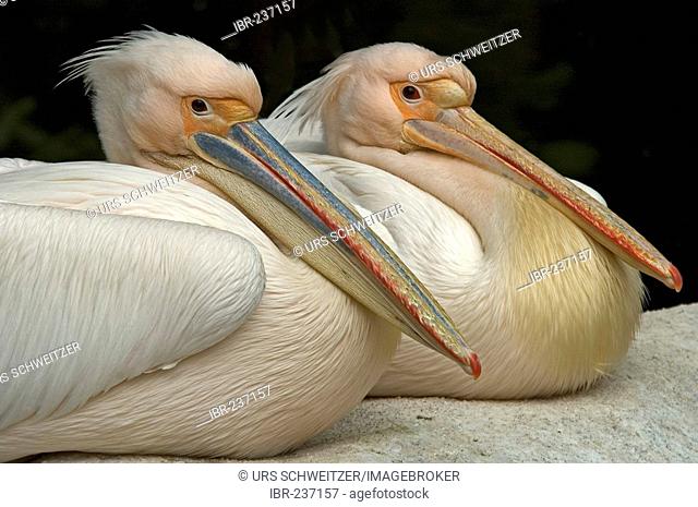 Eastern White Pelicans ( Pelicanus onocrotalus )