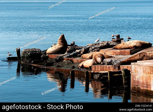 View of winter rookery Steller Sea Lion or Northern Sea Lion (Eumetopias Jubatus) on Pacific Coast. Avacha Bay, Petropavlovsk-Kamchatsky City