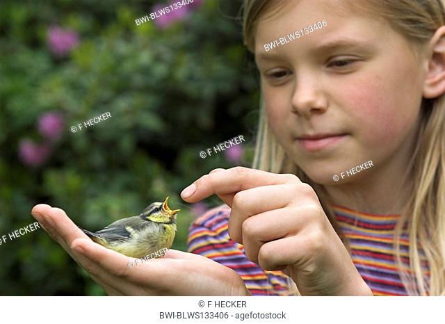 blue tit Parus caeruleus, girl with fully fledged chick on her hand