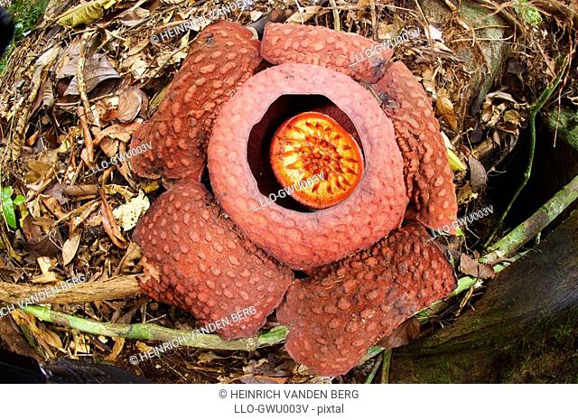 Rafflesia Rafflesia keithii  Gunung Gading National Park, Borneo, Malaysia