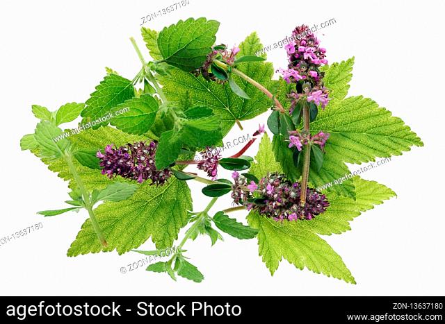 The basis for vitamin summer forest green tea - fresh currant and mint leaves with thyme flowers. Isolated on white macro studio top view shot