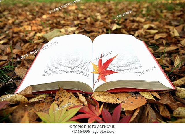 Close-up Of Maple Leaf On The Book, Korea