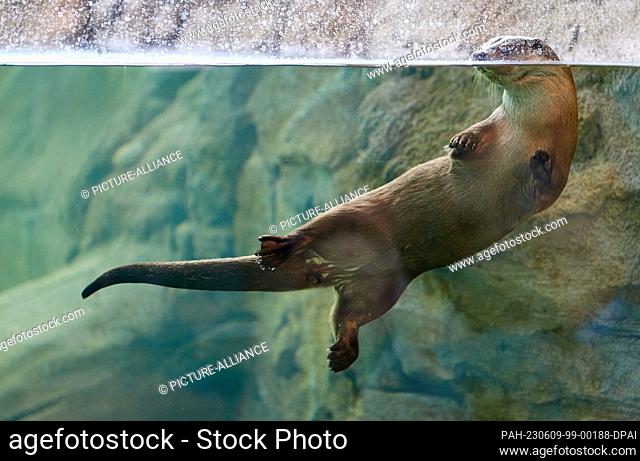 09 June 2023, Schleswig-Holstein, Tönning: A female otter swims behind a pane in the new otter facility at the Nationalpark-Zentrum Multimar Wattforum