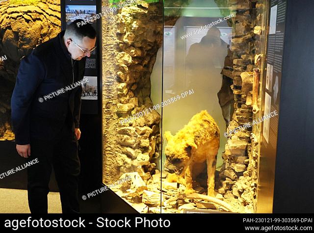 21 January 2023, Thuringia, Gera: Frank Hrouda looks at the reconstruction of a cave hyena during ""Prehistory Day"" at the Natural History Museum