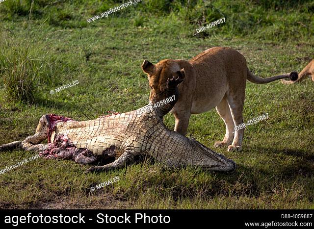 Africa, East Africa, Kenya, Masai Mara National Reserve, National Park, Lioness (Panthera leo), in the savanna, feeding on a crocodile