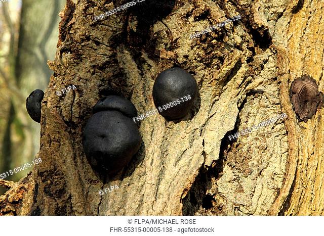Cramp Balls Daldinia concentrica fruiting bodies, growing on tree trunk in woodland, England, autumn