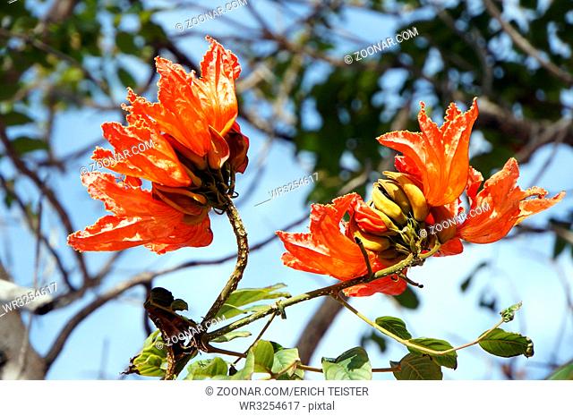 Blüte des afrikanischen Tulpenbaums, Puerto de la Cruz, Teneriffa, Kanaren, spanien