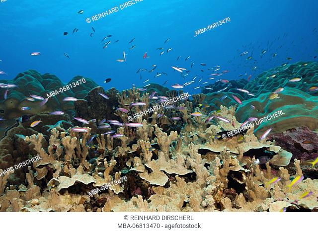 Whitleys Slender Basslet over Coral Reef, Luzonichthys whitleyi, Christmas Island, Australia
