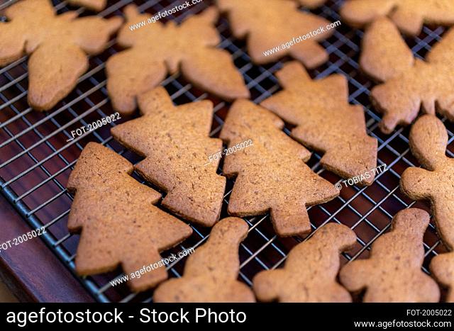 Close up baked Christmas tree gingerbread cookies cooling on rack