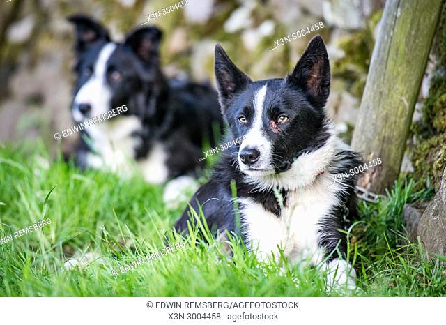 A pair of border collies laying in grass awaiting command, Yorkshire Dales, UK