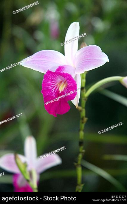 Tropical orchid (Arundina graminifolia), Costa Rica, Central America