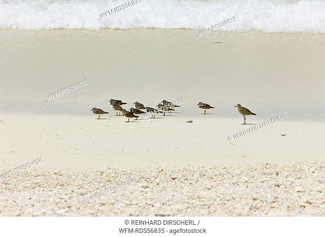 Birds at Bikini Beach, Bikini Atoll, Micronesia, Pacific Ocean, Marshall Islands