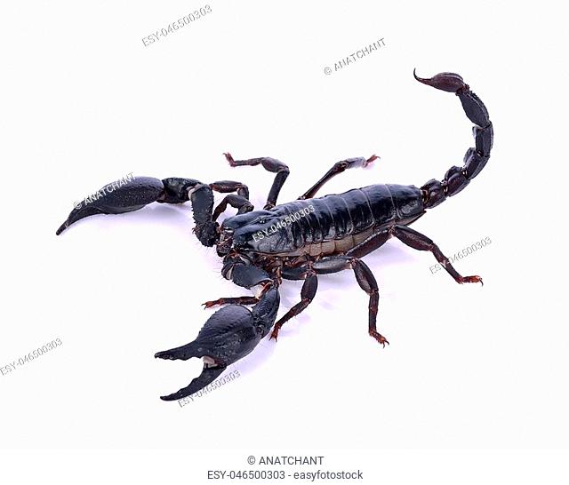Scorpion of a white background