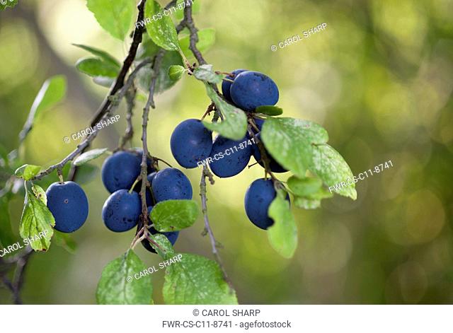 Damson plum, Prunus domestica L. subsp. insititia, Several black fruits with a blue bloom hanging in a group from twigs with leaves
