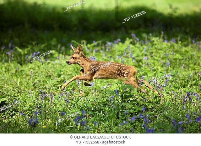 Roe Deer, capreolus capreolus, Foan Leaping through Flowers, Normandy