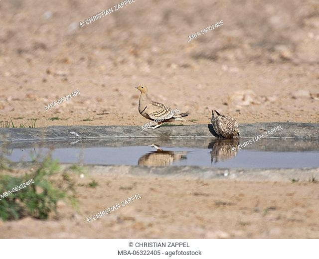 chestnut-bellied sandgrouse in the desert while searching water, Pterocles exustus, Dhofar, Oman