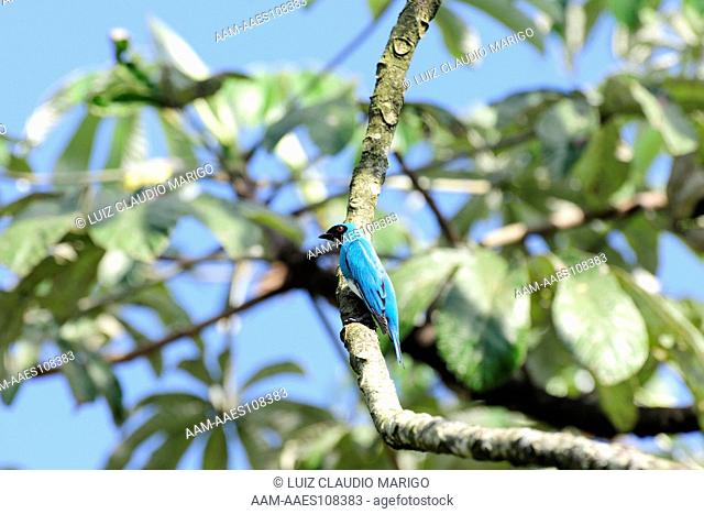 Swallow Tanager(Tersina viridis) in the Atlantic Rainforest of Serrinha do Alambari Environmental Protection Area, municipality of Resende, Rio de Janeiro State