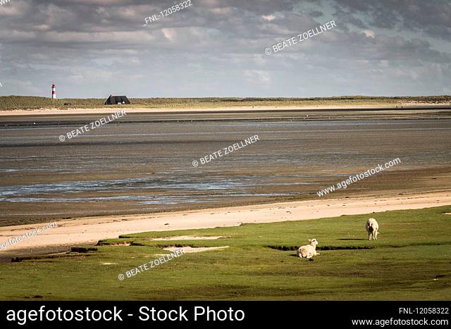 Sheeps on meadow, Koenigshafen, List, Sylt, Schleswig-Holstein, Germany, Europe