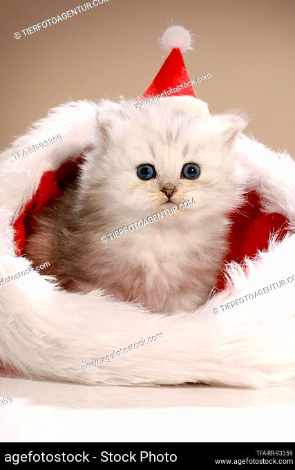 Highlander kitten with santa hat