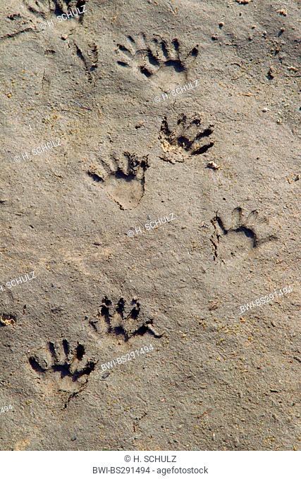 common raccoon (Procyon lotor), footprints, Germany, Saxony, Oberlausitz