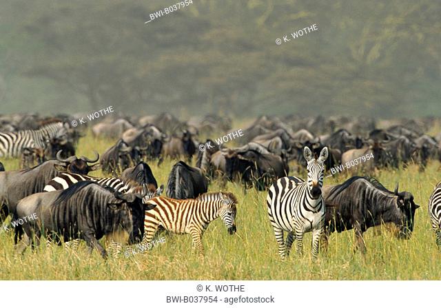 blue wildebeest, brindled gnu, white-bearded wildebeest (Connochaetes taurinus), herd with zebras, Tanzania, Serengeti National Park