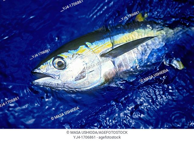 yellowfin tuna or ahi in Hawaiian, Thunnus albacares, juvenile, shibi or shibiko in Hawaiian, offshore, Kona Coast, Big Island, Hawaii, USA, Pacific Ocean